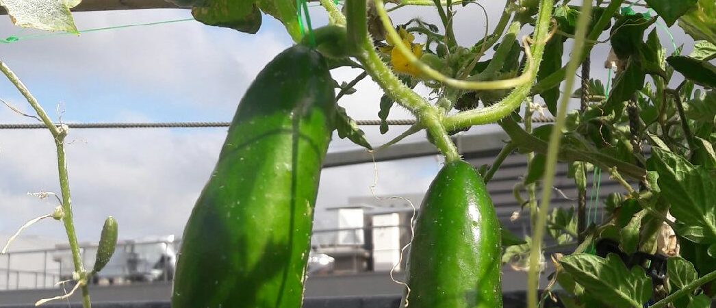 Mangez et découvrez : Le concombre long vert maraîcher