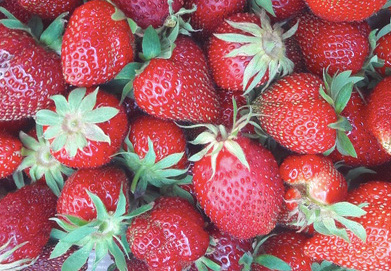 Découvrez et mangez : les fraises