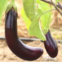 Lot de 3 aubergines longues