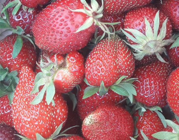 Découvrez et mangez : nos différentes variétés de fraises