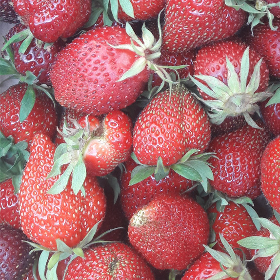 Découvrez et mangez : nos différentes variétés de fraises