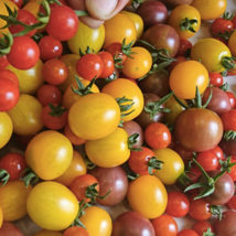 Barquette de tomates cerise et cocktail